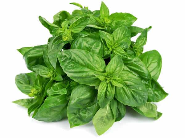 thai basil